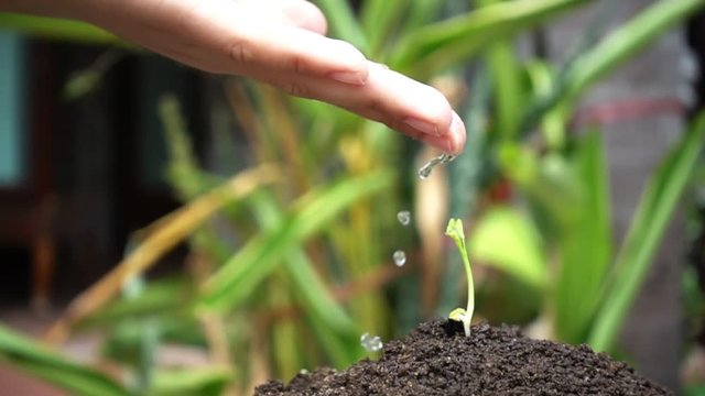 Children hand watering drop on young tree plant background, slow motion