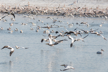 Pelican migration at Viker lookout