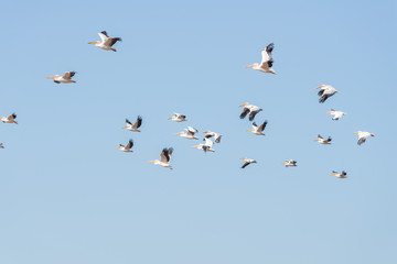 Obraz premium Pelican migration at Viker lookout