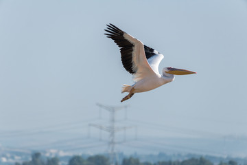 Pelican migration at Viker lookout