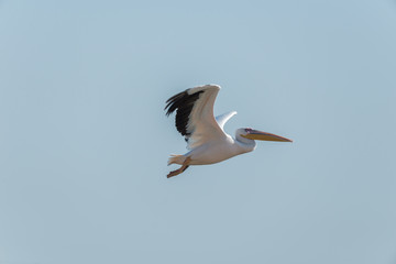 Pelican migration at Viker lookout