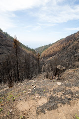 World heritage forests of Madeira terribly destroyed by fires in 2016. Some of trees have enormous will of life and survived this disaster.