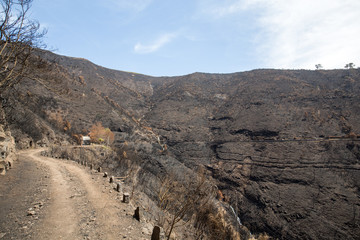 World heritage forests of Madeira terribly destroyed by fires in 2016. Some of trees have enormous will of life and survived this disaster.
