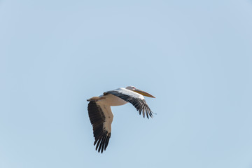 Pelican migration at Viker lookout