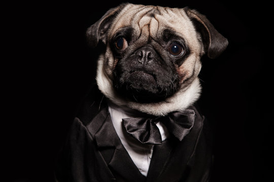 Fototapeta close-up of a pug in a tuxedo