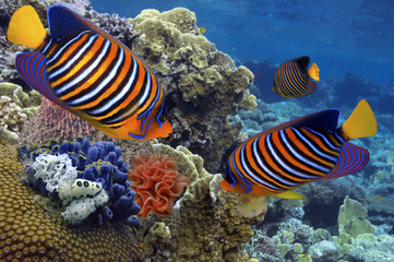 Naklejka na ściany i meble underwater image of coral reef and tropical fishes
