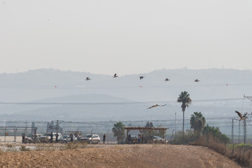 Pelican migration at Viker lookout