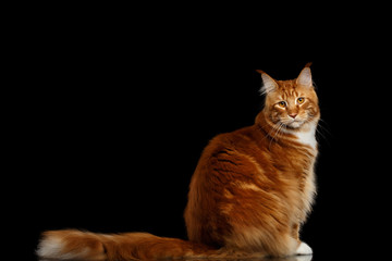Obraz premium Amazing Tabby Ginger Maine Coon Cat Sitting with Furry Tail Isolated on Black Background, Side view
