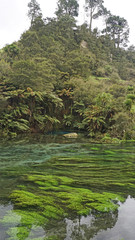 Incredibly clear water at the Blue Springs in New Zealand. 