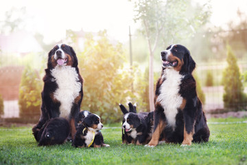 adorable bernese mountain dogs family with puppies - obrazy, fototapety, plakaty
