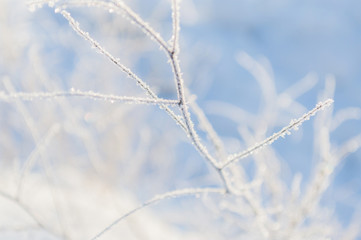 part of winter plant in snow