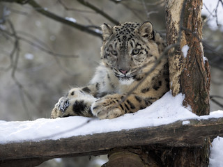 snow leopard Uncia uncia, resting in the snow