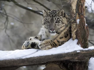 Zelfklevend Fotobehang snow leopard Uncia uncia, resting in the snow © vladislav333222