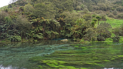 Incredibly clear water at the Blue Springs in New Zealand. 