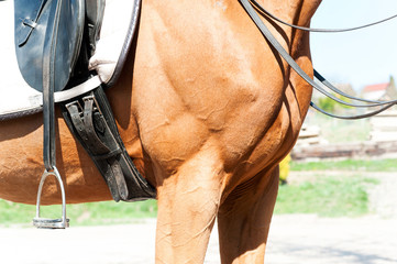 Close-up part of horse body with saddle and stirrups. Side view.
