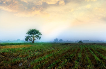 Fototapeta na wymiar rural landscape Vietnam in sunny