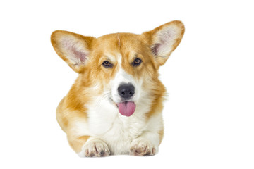 dog looking on a white background