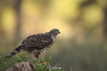 Eurasian goshawk