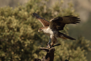 Bonelli's eagle