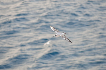 Seagulls flying close to ferry in Greece
