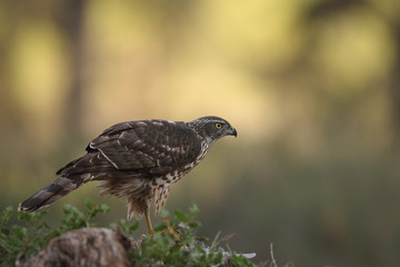 Hunting Eurasian goshawk