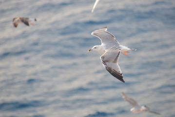 Seagulls flying close to ferry in Greece
