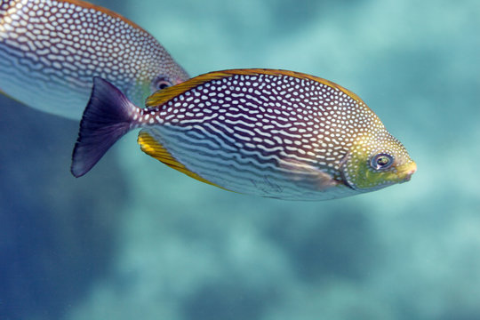 Tropical fish