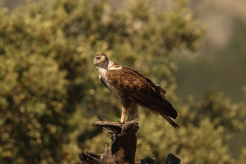 Bonelli's eagle - The hunt