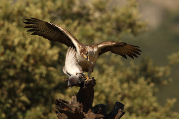 Bonelli's eagle