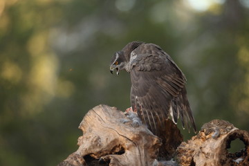 Eurasian goshawk