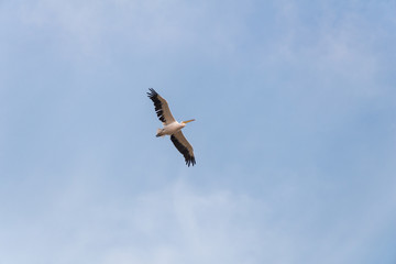 Pelican migration at Viker lookout