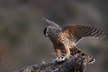 Eurasian goshawk