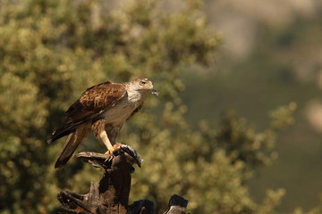 Bonelli's eagle - The hunt