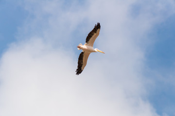 Pelican migration at Viker lookout