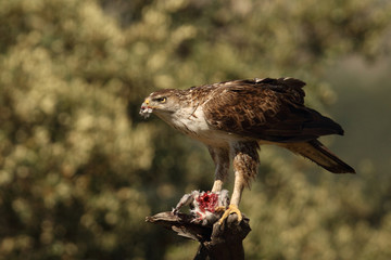 Bonelli's eagle
