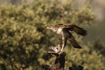 Bonelli's eagle - The hunt