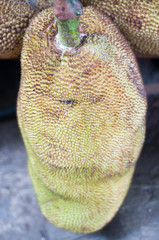 jackfruit agricultural products. jackfruit ready though for groceries. jackfruit are sold in the market