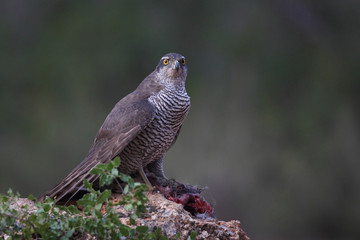 Hunting Eurasian goshawk