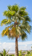 Fototapeta premium Palm and Blue sky in resort 