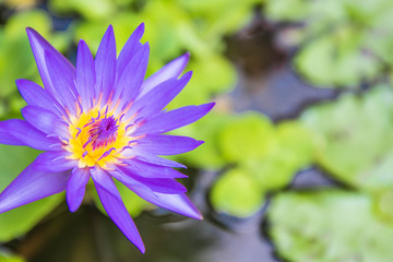 Violet lotus in garden 