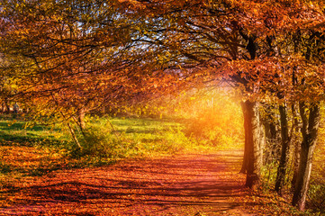 Fototapety  Kolorowy jesienny krajobraz. wspaniały malowniczy widok. drzewo z czerwonymi liśćmi na drodze w lesie krainy czarów. twórczy wizerunek artystyczny