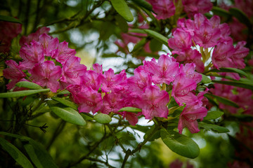 Beautiful pink rhododendron flowers on a natural background