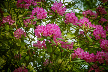 Beautiful pink rhododendron flowers on a natural background