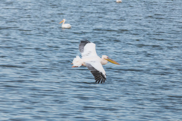 Fototapeta na wymiar Pelican migration at Viker lookout