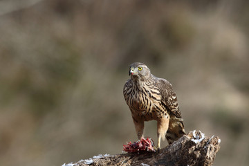 Hunting Eurasian goshawk