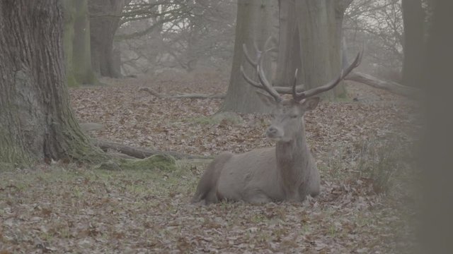 Red Male Deer Sitting & Grazing in Richmond Park London - 4K Flat Ungraded