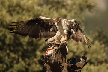 Bonelli's eagle - The hunt