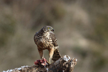 Eurasian goshawk