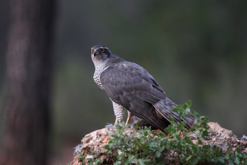 Hunting Eurasian goshawk