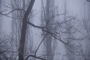 Foggy forest in winter. fairy forest, branch of a tree in a misty forest
